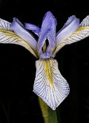 Iris missouriensis - Missouiri Iris